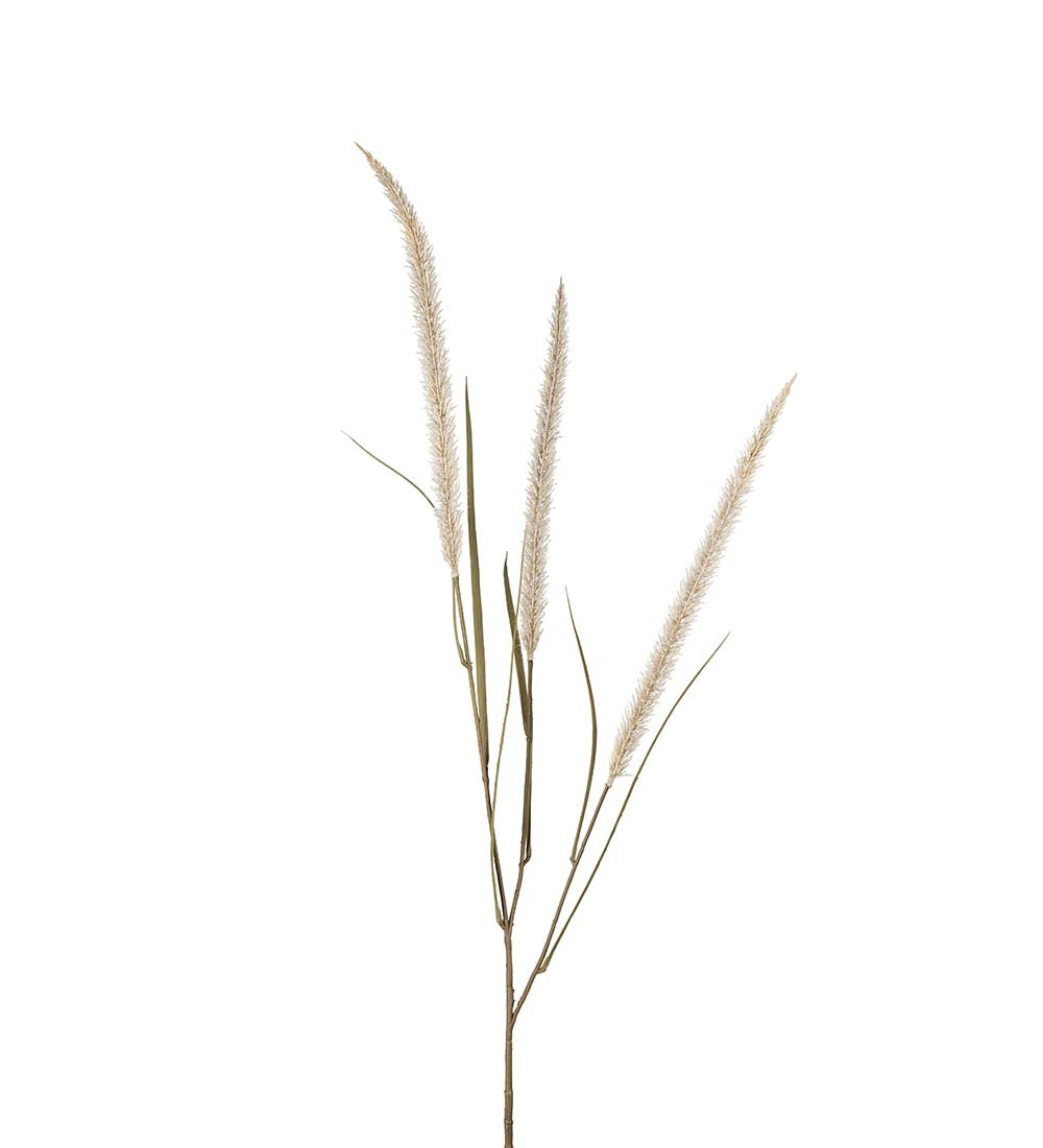 Fjäderborstgräs 130 cm