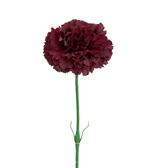Nejlika Burgundy 55 cm