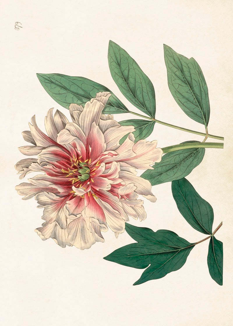 Pion poster 50*70 snart i lager