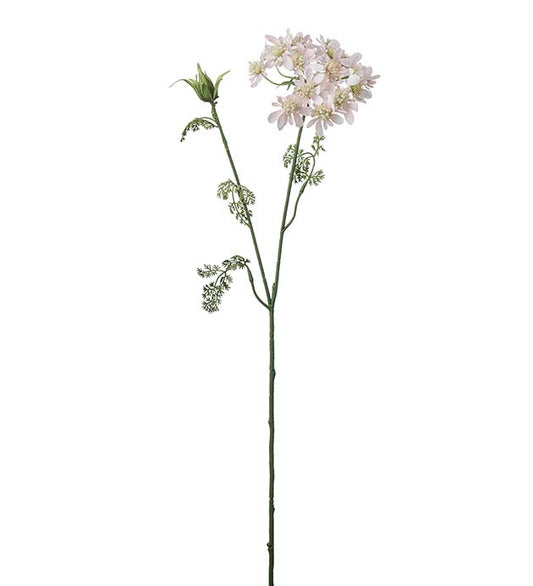 Blomsterkörvel 73 cm