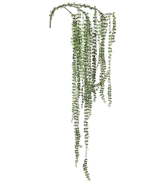 Senecio 110cm