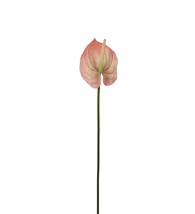 Anthurium persika 65 cm