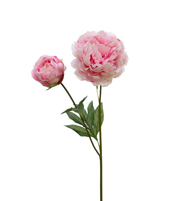 Pion Rosa
