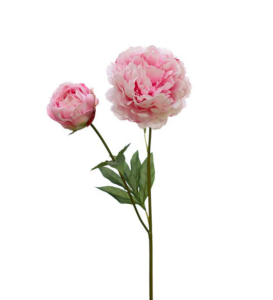 Pion Rosa