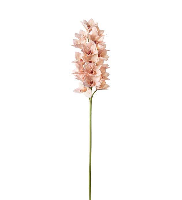 Cymbidium 110cm rosa