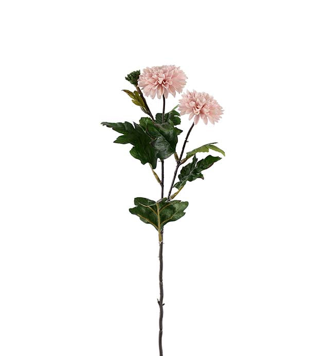 Chrysanthemum ljust rosa