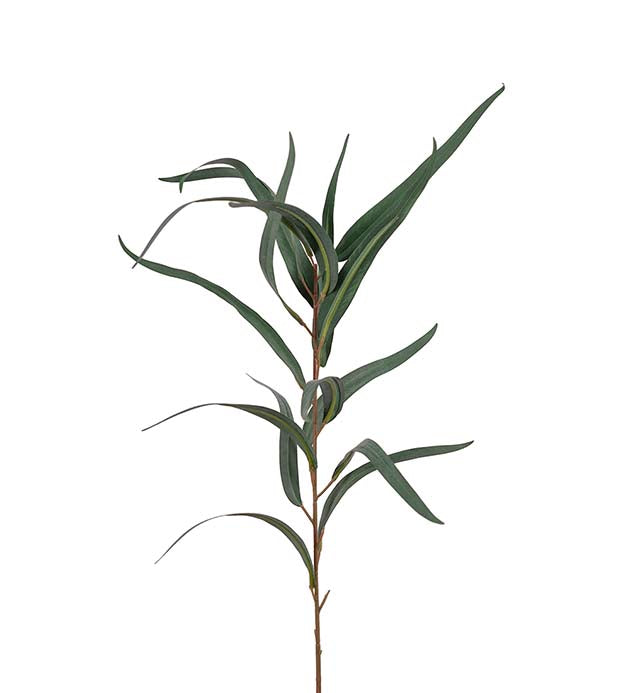 Eucalyptus 60 cm
