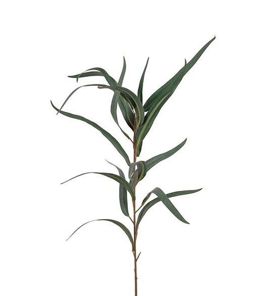 Eucalyptus 60 cm