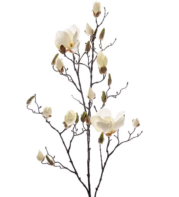 Magnolia - Creme vit