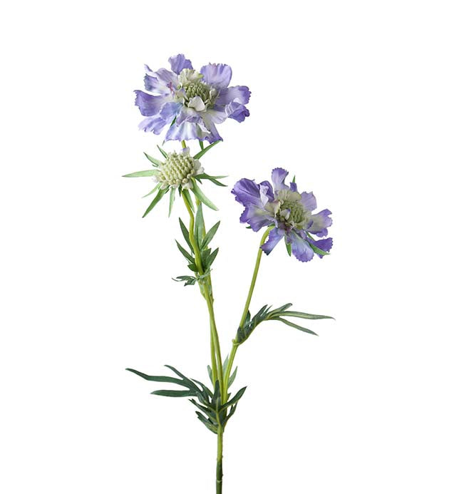 Scabiosa blå 70 cm