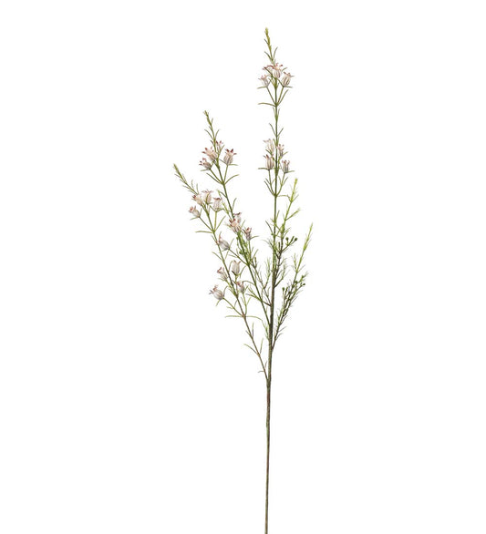 Calluna ljust rosa/vit