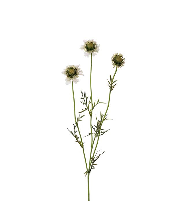 Scabiosa 64 cm