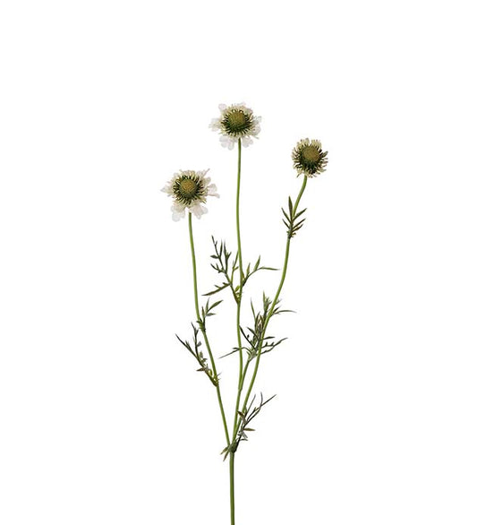 Scabiosa 64 cm