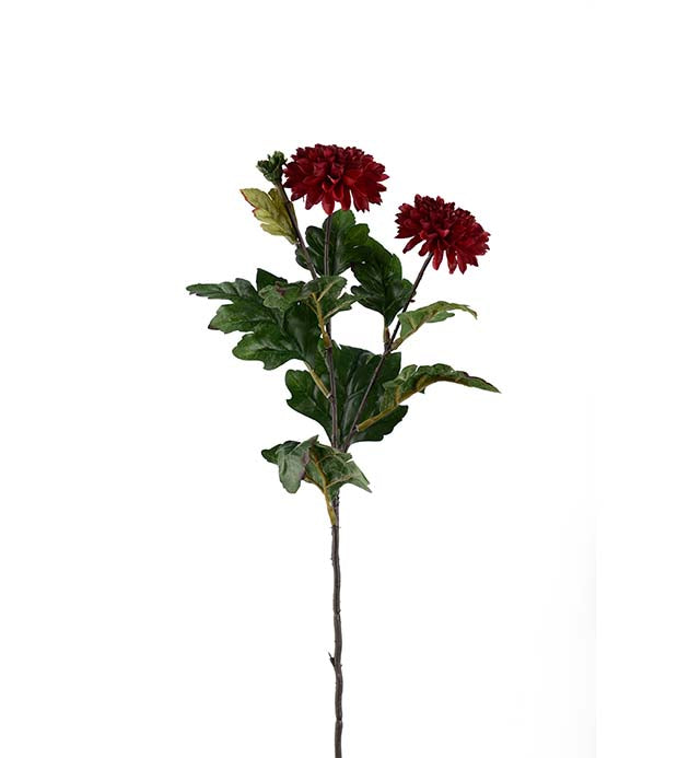 Chrysanthemum Burgundy