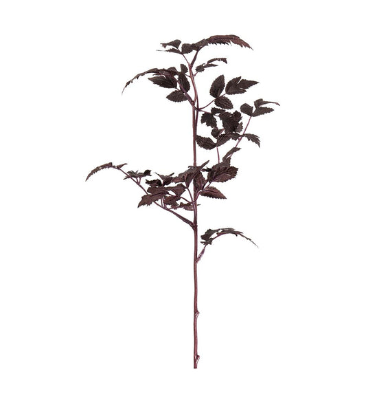 Silveraxkvist 50cm