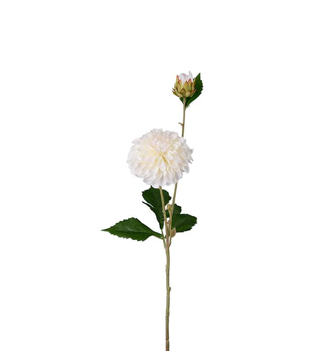 Dahlia vit 66 cm