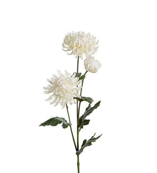 Chrysanthemum vit 60 cm