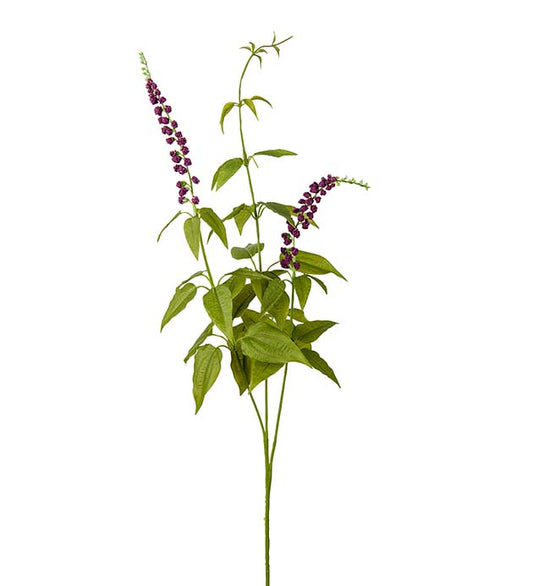 Lavendel Burgundy 70 cm