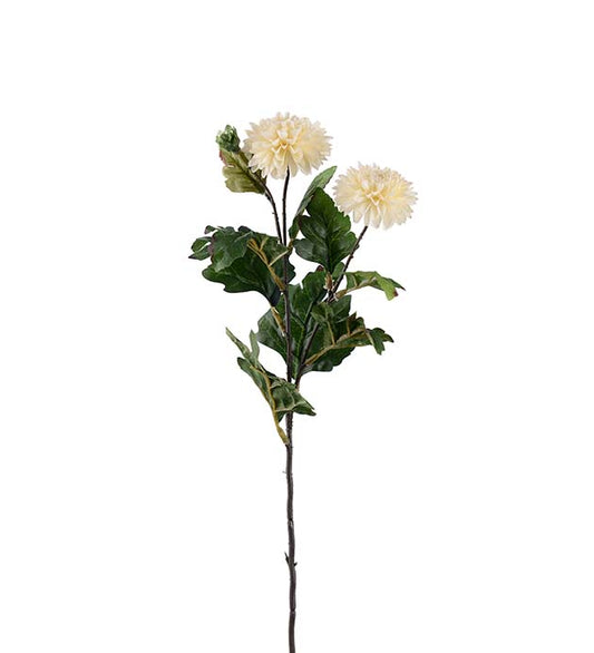 Chrysanthemum creme