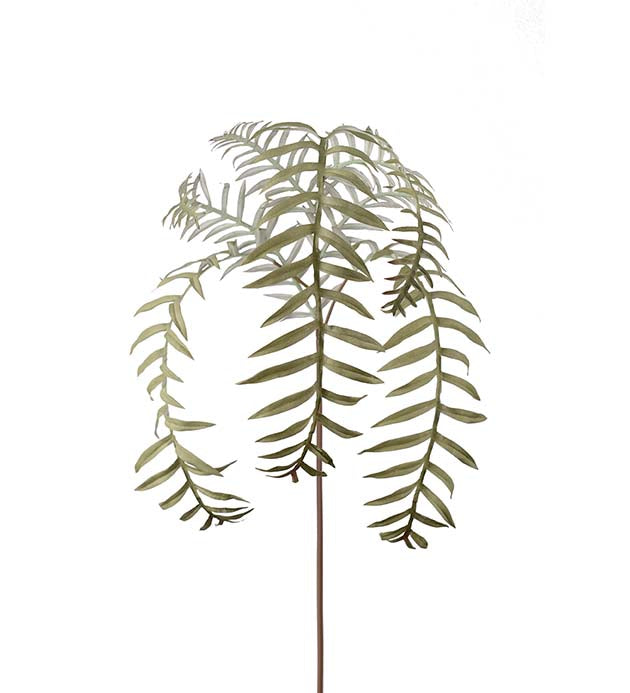 Ormbunksblad 50 cm
