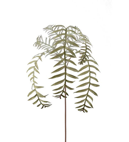 Ormbunksblad 50 cm