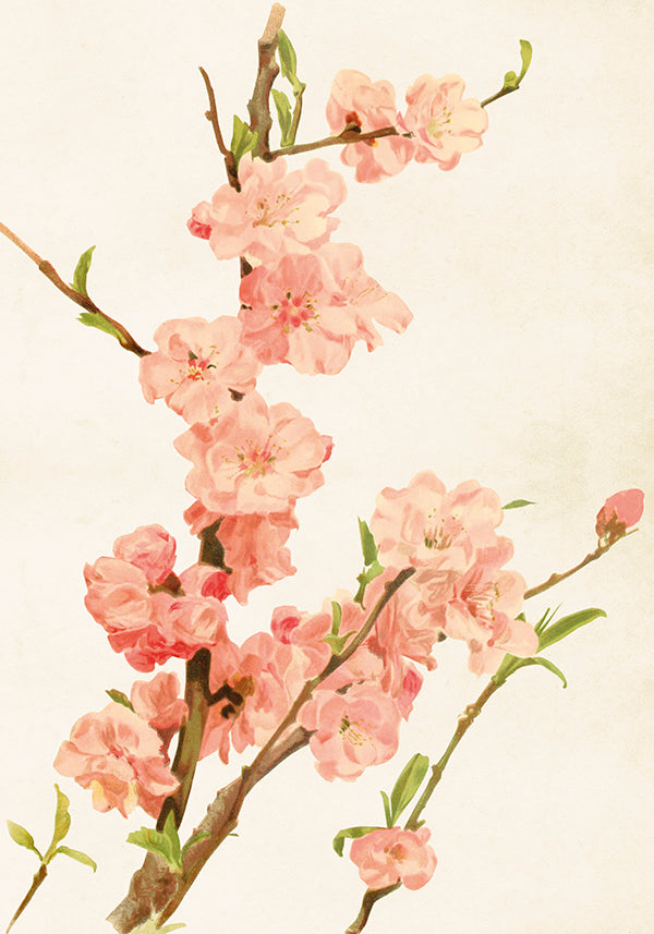 Poster mandelblom 35*50 strax i lager