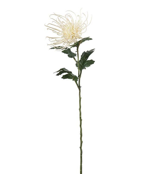 Spindelchrysanthemum vit 70 cm