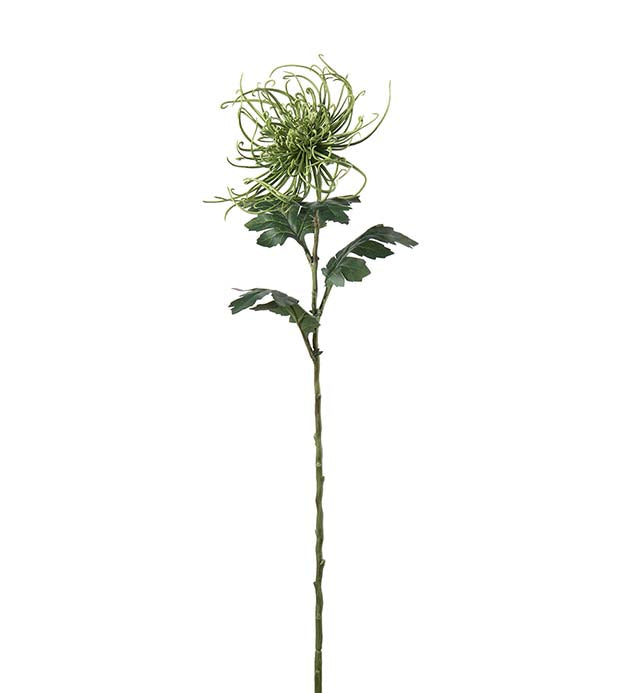 Spindelchrysanthemum 70 cm  grön