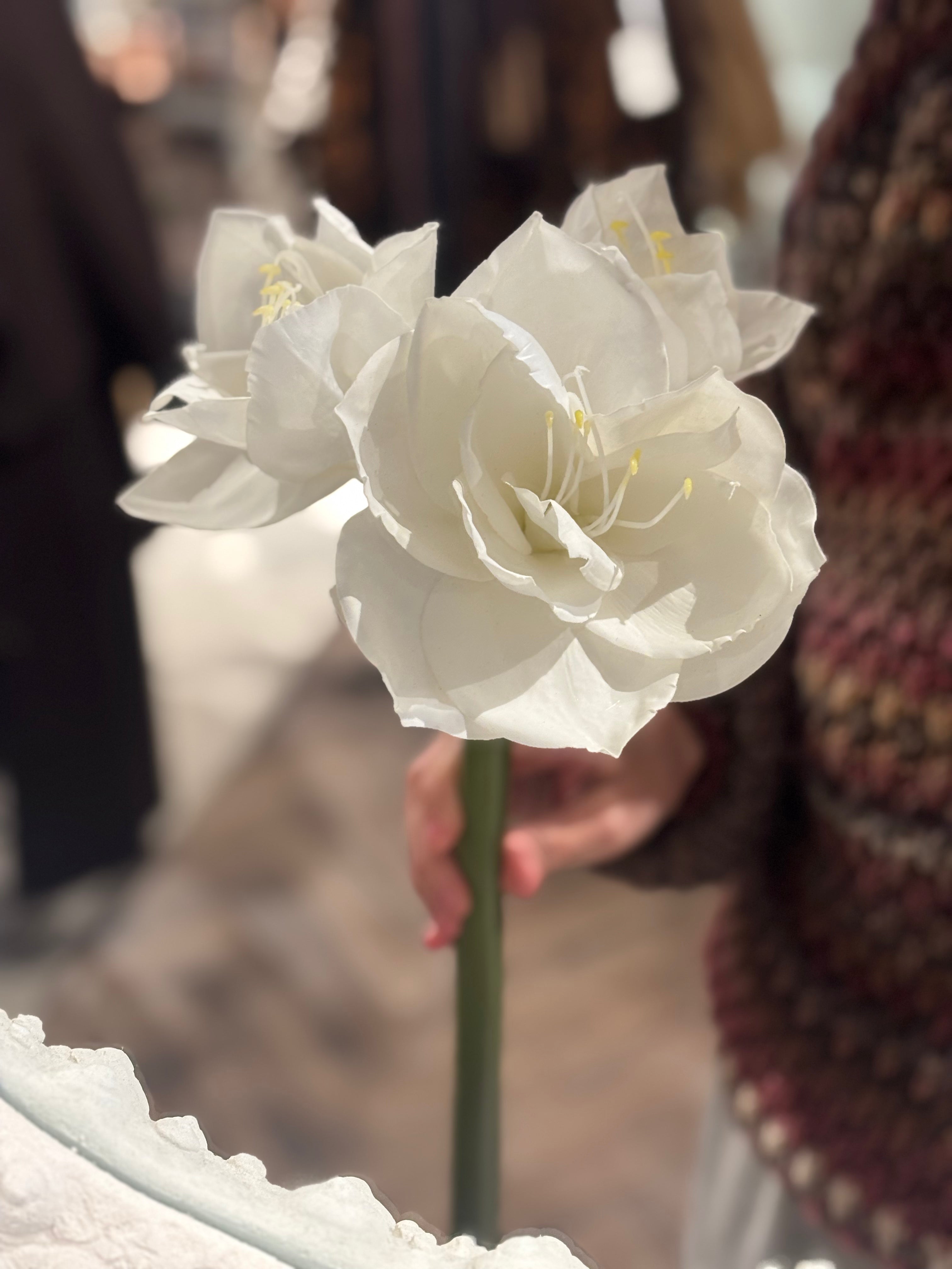 Amaryllis Real Touch