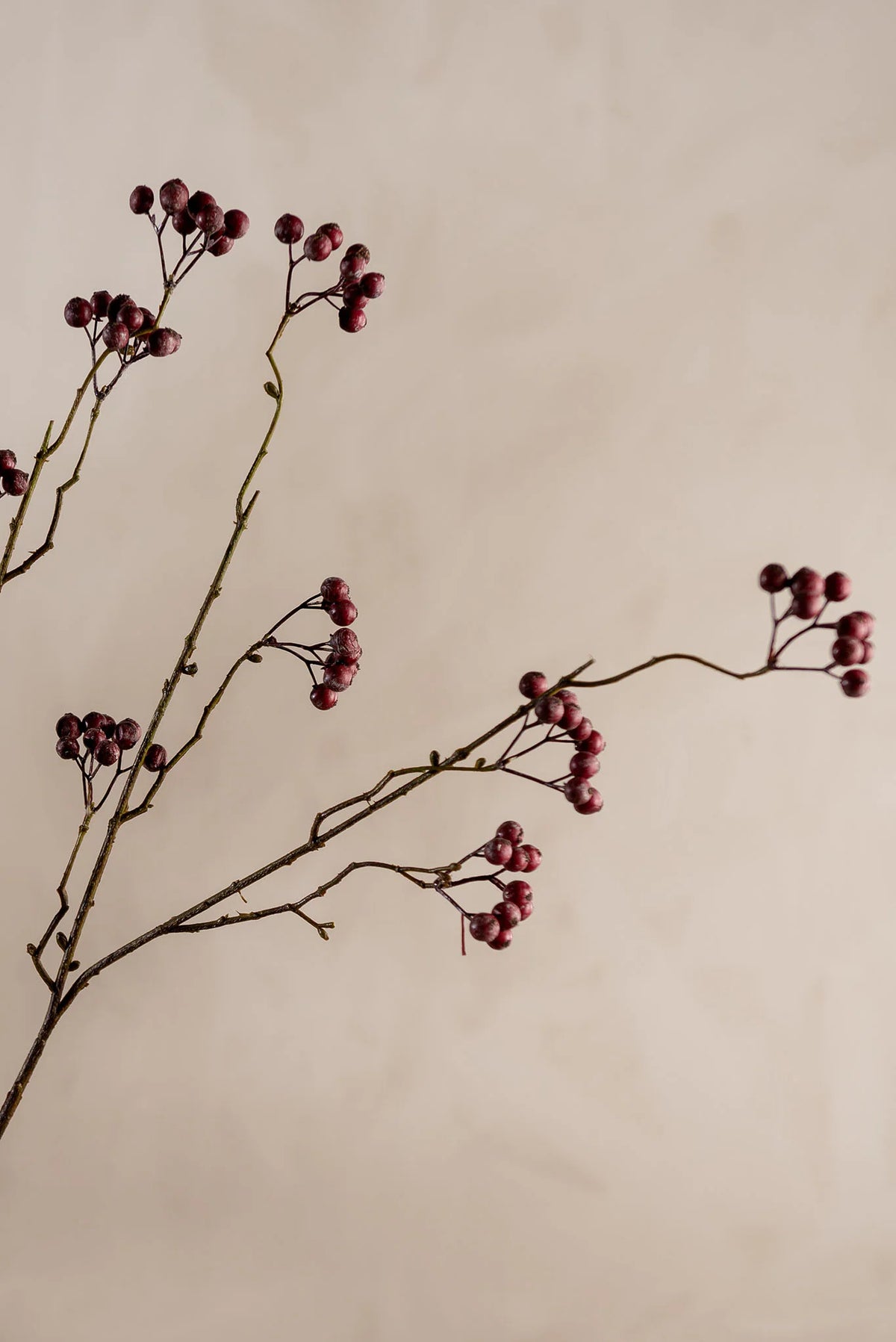 Bärkvist Burgundy 100cm