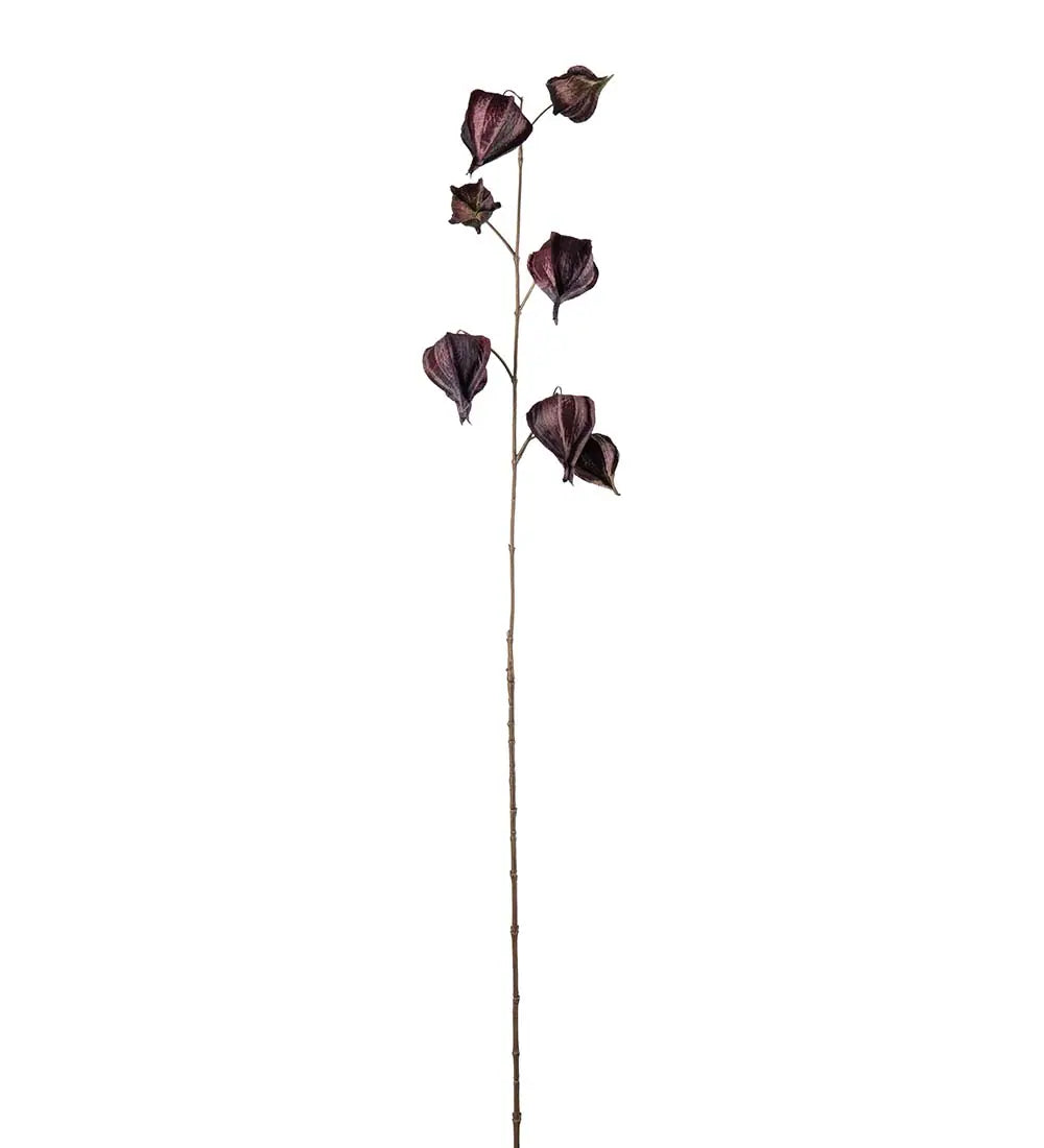 Physalis 95cm