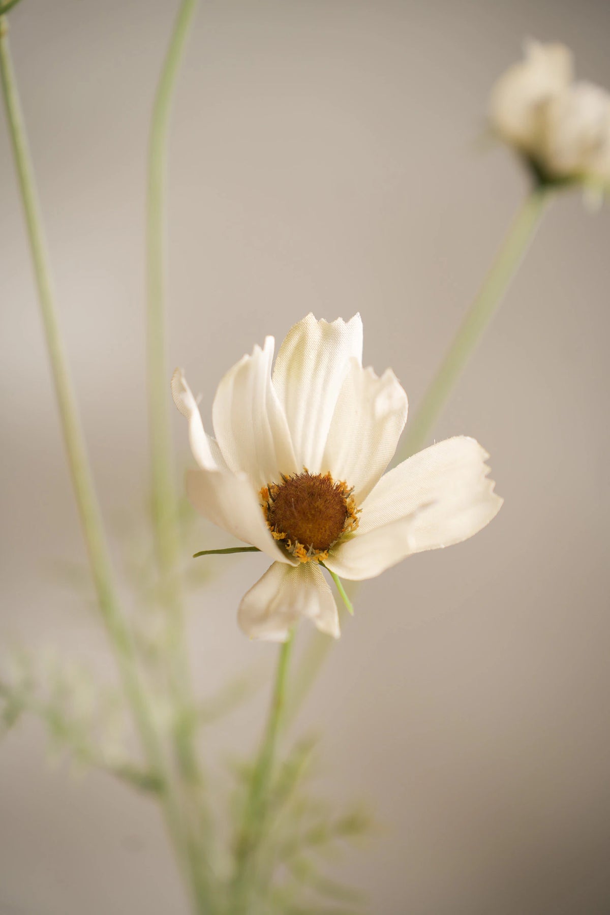 Rosenskära Cream 60cm