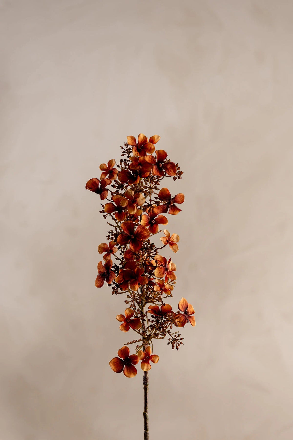 Hortensia Brown 89cm