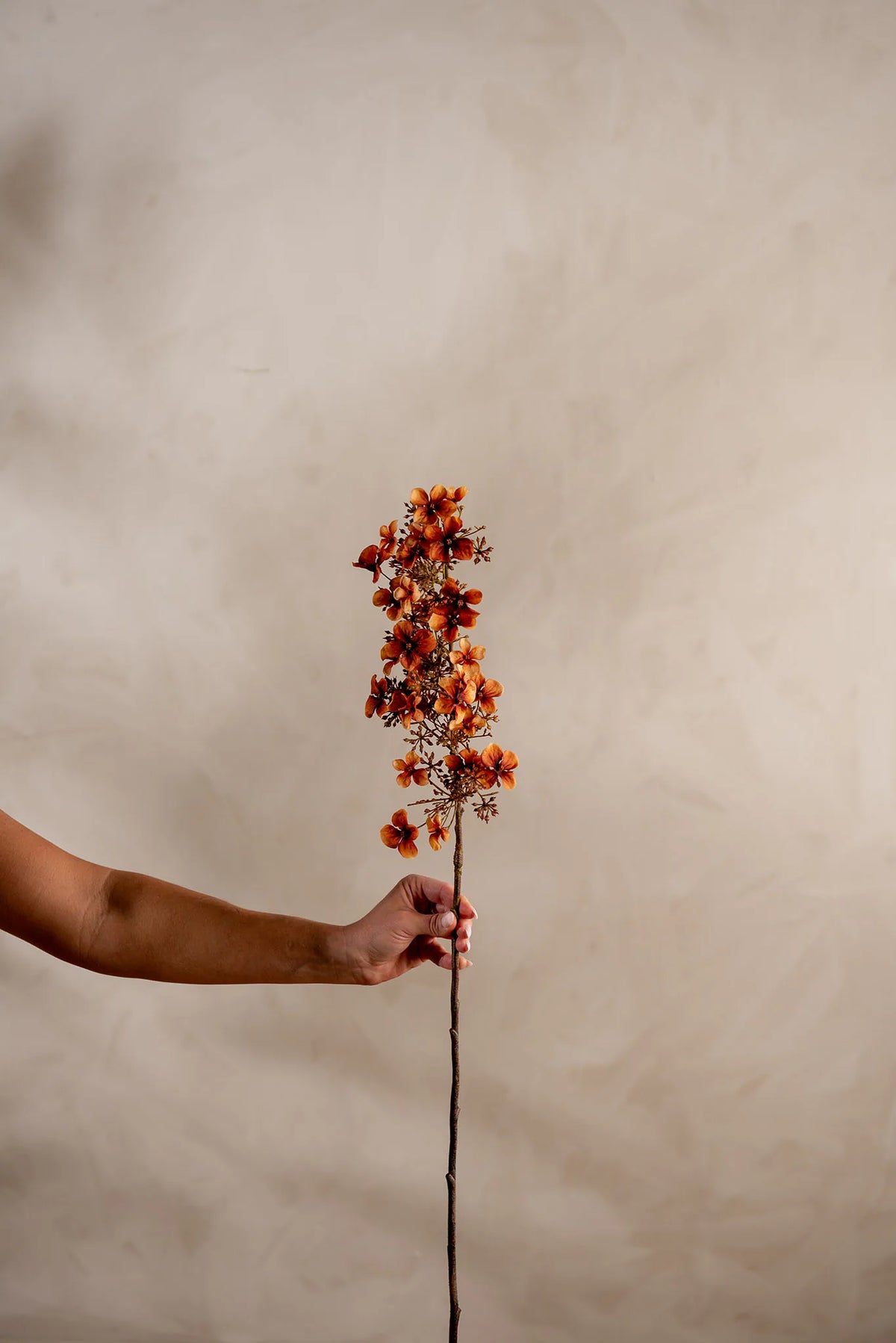 Hortensia Brown 89cm