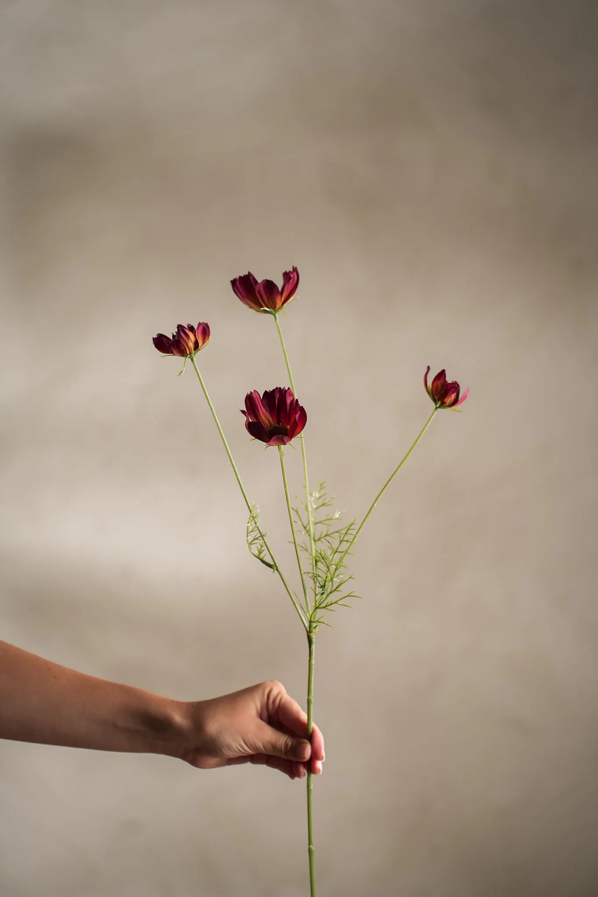 Rosenskära Burgundy 60cm