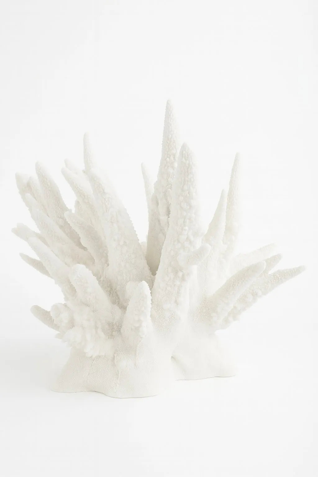 The Amalfi Spike Coral
